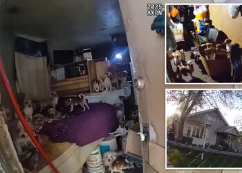 156 dogs, cats rescued from horror home of elderly Utah hoarder