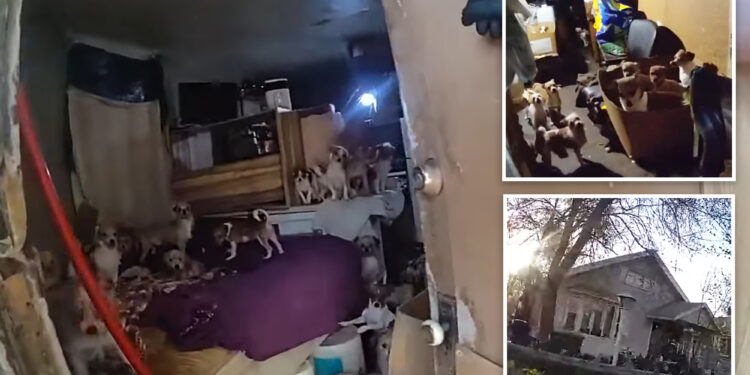 156 dogs, cats rescued from horror home of elderly Utah hoarder