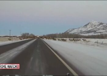 CrimeTube: Highway Patrol Officer Captures Elk Herd Crossing Highway – Crime Watch Daily