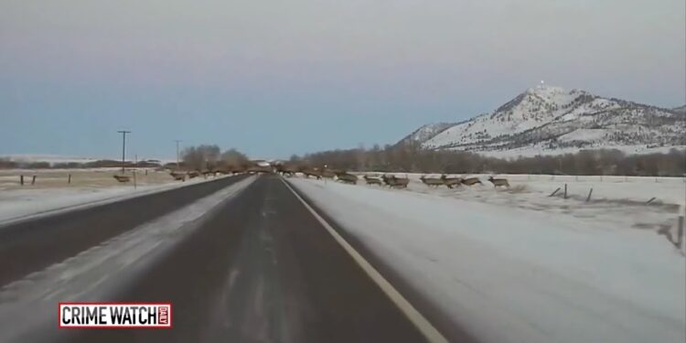 CrimeTube: Highway Patrol Officer Captures Elk Herd Crossing Highway – Crime Watch Daily
