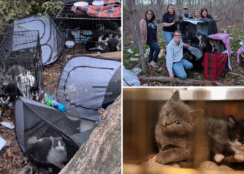 30 cats found living in grimy cages at bizarre hoarder camp near Long Island park: 'Quite sickening'