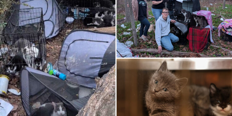 30 cats found living in grimy cages at bizarre hoarder camp near Long Island park: 'Quite sickening'