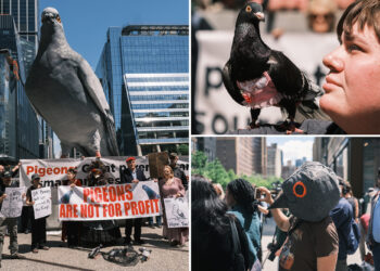 Animal advocates demand Manhattan DA Alvin Bragg impose stricter penalties on pigeon catchers after poacher's arrest