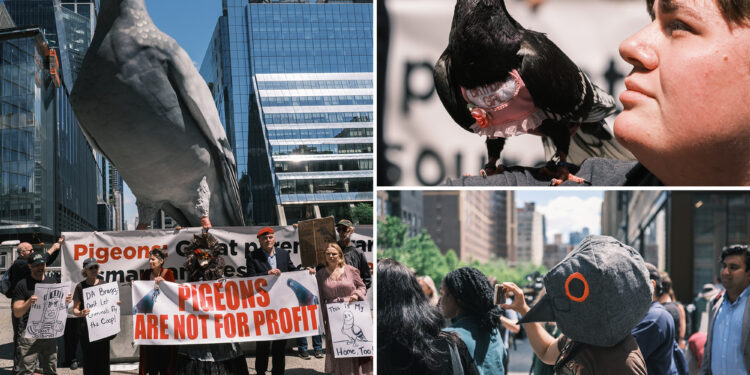 Animal advocates demand Manhattan DA Alvin Bragg impose stricter penalties on pigeon catchers after poacher's arrest