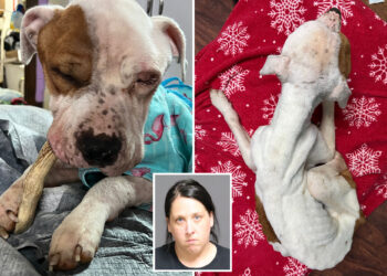 Dog found abandoned in upstate NY apartment was 'days from death'