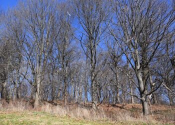 Police arrested a Brooklyn man for knocking a girl off her bike and dragging her into the woods in Forest Park to beat and fondle her.