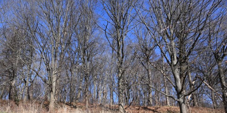 Police arrested a Brooklyn man for knocking a girl off her bike and dragging her into the woods in Forest Park to beat and fondle her.