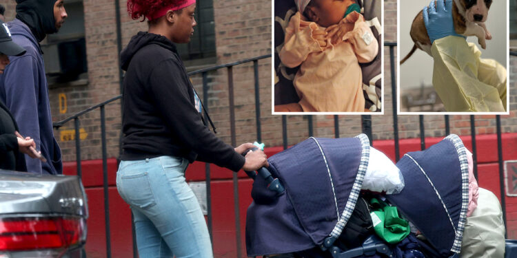 NYC newborn's family claims she died from SIDS after ME confirmed pit bull wasn't culprit