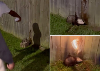 Sickos laugh as they film themselves torching an opossum