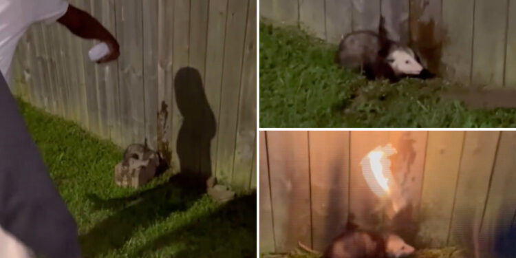 Sickos laugh as they film themselves torching an opossum