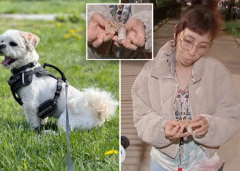 Small dog mauled to death by pit bulls in the Bronx, NYC