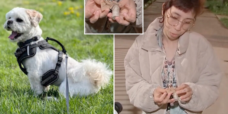 Small dog mauled to death by pit bulls in the Bronx, NYC