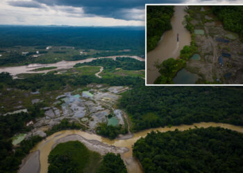 Over 90 arrests made during the environmental crime in the Amazon Basin