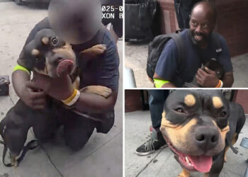 Dog stolen on subway reuinited with owner after Bronx theft