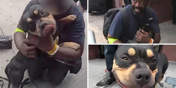 Dog stolen on subway reuinited with owner after Bronx theft