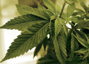 Robin Westman's pot connection is another reason to go slow on looser rules for weed