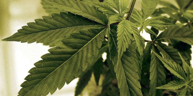 Robin Westman's pot connection is another reason to go slow on looser rules for weed