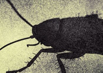 An illustration with muted green tones shows a closeup of a cockroach.