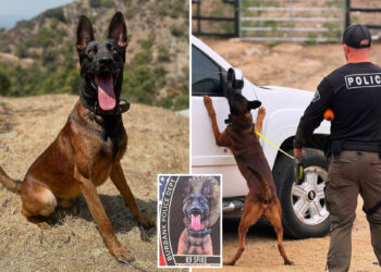 Gunman shot dead by cops after killing their police K-9