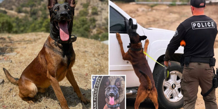 Gunman shot dead by cops after killing their police K-9