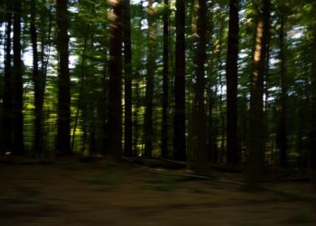 A blurry photo of trees in a forest.