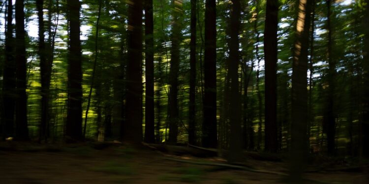 A blurry photo of trees in a forest.