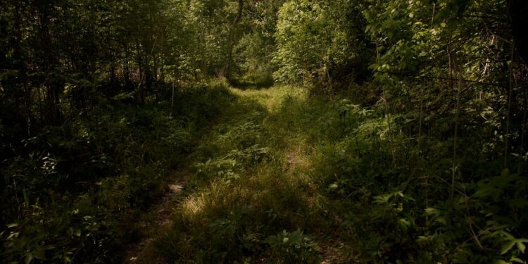 A photo of a grassy path with trees ahead and on both sides, with dappled light from the sun coming through the leaves.